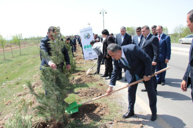 Goranboyda,  “Yaşıl dünya naminə həmrəylik ili” ilə bağlı, rayon İcra Hakimiyyətinin  Tədbirlər Planına uyğun olaraq, növbəti ağacəkmə aksiyası  təşkil olundu.