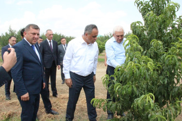 Goranboyda aqrar sahənin inkişafı istiqamətində görülən işlərlə tanışlıq davam edir