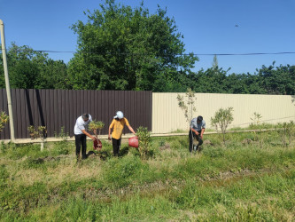 Goranboyda yeni salınmış yaşıllıq zolaqlarına aqrotexniki qulluq işləri davam etdirilir