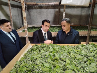 Goranboyda baramaçılığın inkişafı diqqətdə saxlanılır