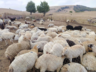 Goranboyda İcra Başçısı və deputat Gülüstan yaylağına köç etmiş qoyunçuluq təsərrüfatlarında oldular
