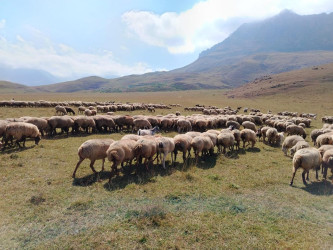 Goranboyda İcra Başçısı Kəpəz yaylağına köç etmiş qoyunçuluq təsərrüfatlarında oldu