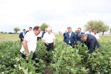 Goranboyda İcra Başçısı  pambıq sahələrində yığıma hazırlığın vəziyyəti ilə maraqlandı