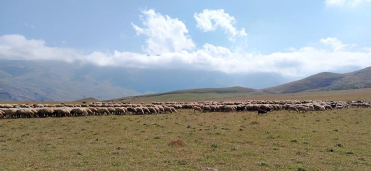 Goranboyda İcra Başçısı Kəpəz yaylağına köç etmiş qoyunçuluq təsərrüfatlarında oldu