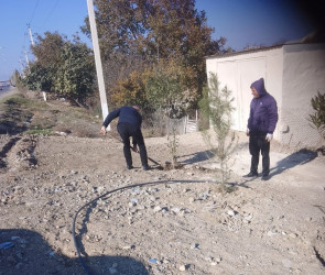 Goranboyda, "Yaşıl dünya naminə həmrəylik ili" ilə bağlı, yeni salınmış yaşıllıq zolaqlarına aqrotexniki qulluğun göstərilməsi işləri davam etdirilir.