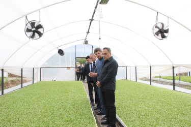 Goranboyda aqrar sektorun aparıcı sahələrindən biri olan tütünçülük inkişaf etdirilir