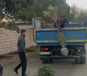 "Yaşıl dünya naminə həmrəylik ili" çərçivəsində  Qızılhacılı qəsəbəsində həyata keçirilən ağacəkmə aksiyasında qəsəbə sakinləri fəal iştirak etdilər.