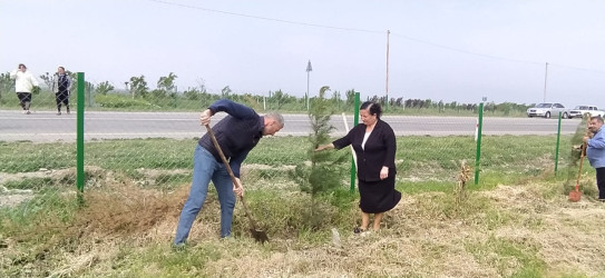 Goranboyda "Konstitusiya və Suverenlik ili" ilə bağlı,  ağacəkmə aksiya keçirildi
