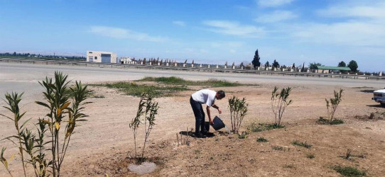 Goranboyda  yolətrafı ərazilərdə yaşıllıq zolaqlarına aqrotexniki qulluq işləri görüldü