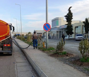 Goranboyda yeni salınmış yaşıllıq zolaqlarına aqrotexniki qulluq işləri davam etdirilir