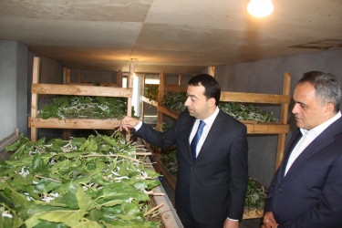 Goranboyda baramadan yüksək nəticə gözlənilir