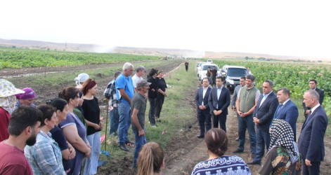 Goranboyda cari məhsul üçün tütün yığımına başlanılmışdır