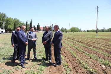 Goranboyda pambıq tədarükü aqrar sektorun aparıcı sahələrindən biridir