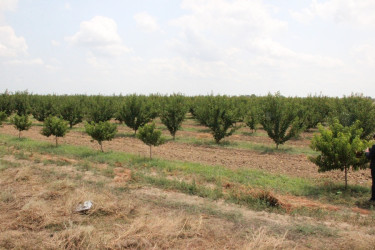 Goranboyda aqrar sahənin inkişafı istiqamətində görülən işlərlə tanışlıq davam edir