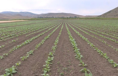 Goranboyda aqrar sektorun aparıcı sahələrindən biri olan tütünçülük inkişaf etdirilir