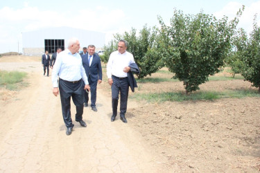 Goranboyda aqrar sahənin inkişafı istiqamətində görülən işlərlə tanışlıq davam edir