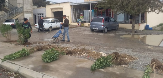 "Yaşıl dünya naminə həmrəylik ili" çərçivəsində, Goran qəsəbəsi ərazisində növbəti ağac əkini işləri həyata keçirildi.