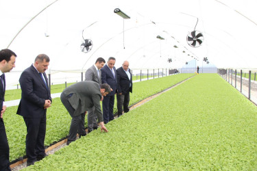 Goranboyda tütünçülüyün inkişafına əlverişli şərait yaradılıb