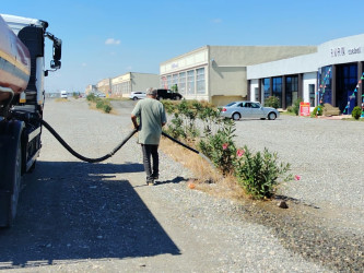 Goranboyda “Şəhərsalma və Memarlıq ili “ çərçivəsində yol kənarlarında əkilmiş ağaclara aqrotexniki qulluq göstərilir və suvarılma işləri aparılır