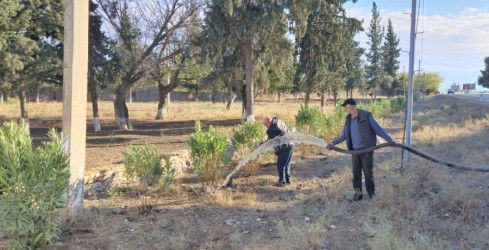 Goranboyda, "Yaşıl dünya naminə həmrəylik ili" çərçivəsində, yolkənarı ərazilərdə həyata keçirilən ağac əkini işləri davam etdirilir.