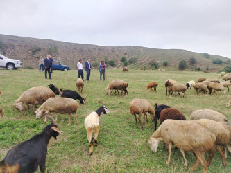 Goranboyda dağlıq ərazidə heyvandarlıqla məşğul olan təsərrüfat sahibləri ilə görüş keçirildi