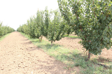 Goranboyda aqrar sahənin inkişafı istiqamətində görülən işlərlə tanışlıq davam edir