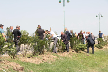 Goranboyda,  “Yaşıl dünya naminə həmrəylik ili” ilə bağlı, rayon İcra Hakimiyyətinin  Tədbirlər Planına uyğun olaraq, növbəti ağacəkmə aksiyası  təşkil olundu.