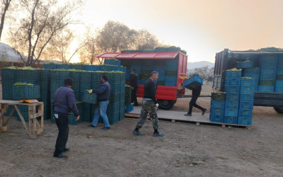 Goranboyda cari məhsul üçün tütün yığımında yüksək nəticə gözlənilir