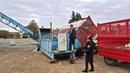 Goranboyda cari məhsul ili üçün pambıq yığımı uğurla aparılır