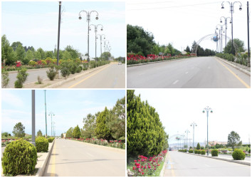 Gülə, çiçəyə bürünən Goranboy