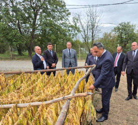 Goranboyda cari məhsul ili üçün tütünün tədarükü aparılır