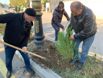 Goranboy  şəhərində,  "Yaşıl dünya naminə həmrəylik ili" çərçivəsində, növbəti ağacəkmə aksiyası həyata keçirildi.