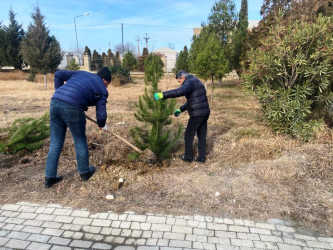 Goranboyda “Şəhərsalma və Memarlıq İli” çərçivəsində ağacəkmə aksiyası keçirildi