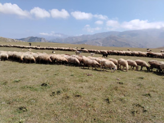 Goranboyda İcra Başçısı Kəpəz yaylağına köç etmiş qoyunçuluq təsərrüfatlarında oldu