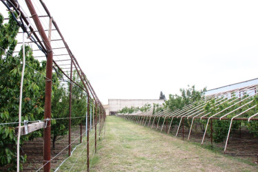 Goranboyda icra başçısı intensiv bağçılıq təsərrüfatına baxış keçirdi