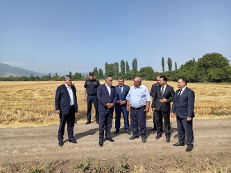 Goranboyda taxıl biçini  davam etdirilir