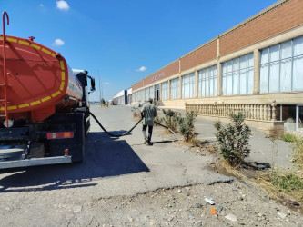 Goranboyda “Şəhərsalma və Memarlıq ili “ çərçivəsində yol kənarlarında əkilmiş ağaclara aqrotexniki qulluq göstərilir və suvarılma işləri aparılır