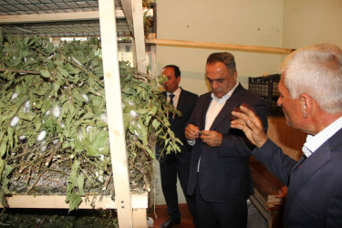 Goranboyda baramadan yüksək məhsuldarlıq gözlənilir