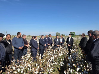 Goranboyda pambıq yığımı sürətlə davam edir