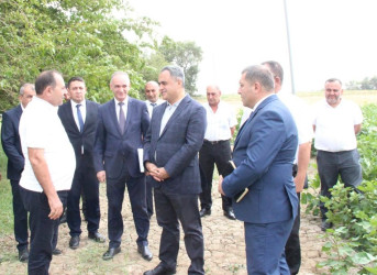 Goranboyda İcra Başçısı  pambıq sahələrində yığıma hazırlığın vəziyyəti ilə maraqlandı