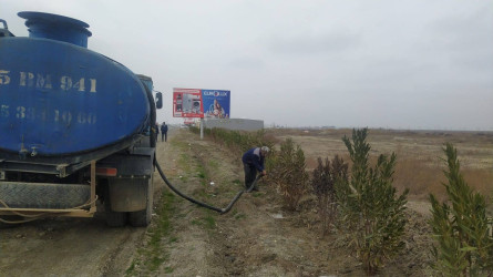 Goranboyda, "Yaşıl dünya naminə həmrəylik ili" ilə bağlı, yeni salınmış yaşıllıq zolaqlarına aqrotexniki qulluq işləri davam etdirilir.