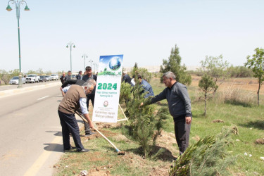 “Yaşıl dünya naminə həmrəylik ili” ilə bağlı, ağacəkmə aksiyası. 2024