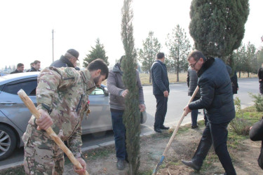 Goranboyda ağacəkmə aksiyası keçirildi