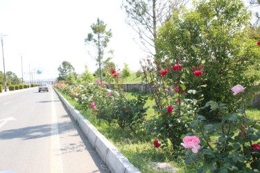 Gülə, çiçəyə bürünən Goranboy
