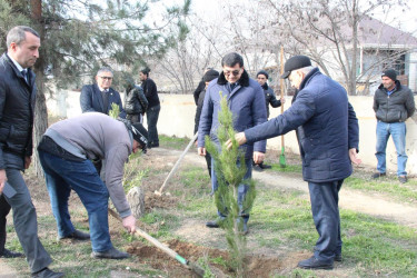 Goranboyda ağacəkmə aksiyası keçirildi