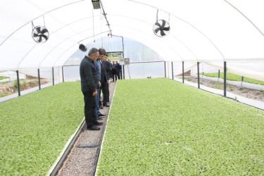 Goranboyda aqrar sektorun aparıcı sahələrindən biri olan tütünçülük inkişaf etdirilir