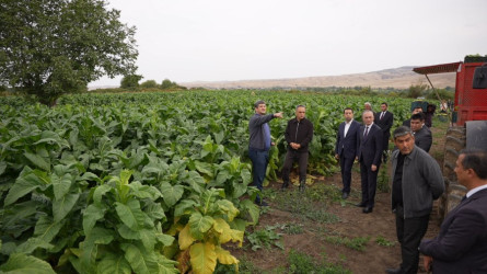 Goranboy rayonunda tütünçülüyün inkişafı və məhsul yığımının gedişi diqqət mərkəzindədir