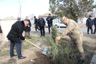 Goranboyda ağacəkmə aksiyası keçirildi