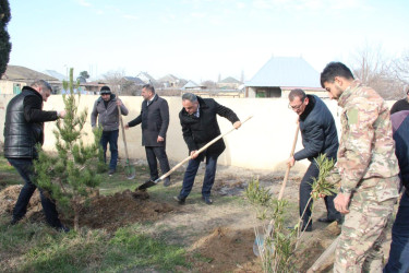 Goranboyda ağacəkmə aksiyası keçirildi