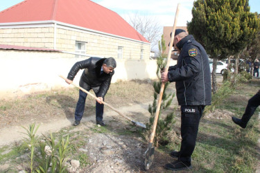 Goranboyda ağacəkmə aksiyası keçirildi